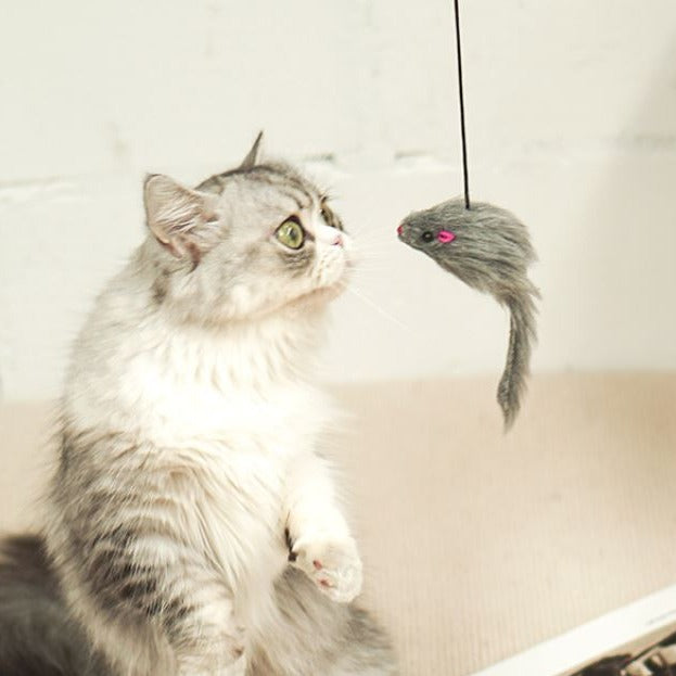 PawPounce™ Hanging Cat Toy - Free Shipping!